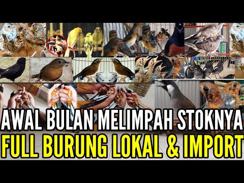 🔴 AWAL BULAN !! PROMO MURAI HARGA MULAI RATUSAN RIBU & STOK LAINYA BANYAK 0838-7553-6945