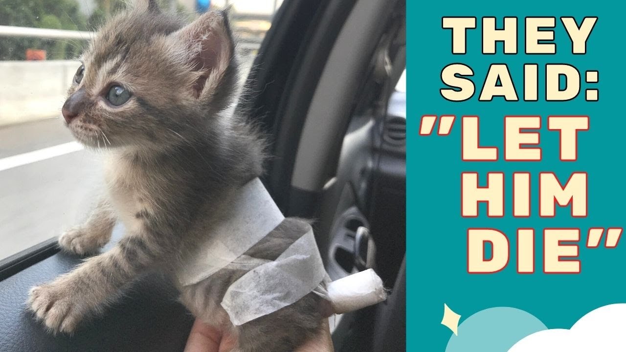 “Aggressive Cat Adoption" Story + My Other Cat Rescue Stories YouTube