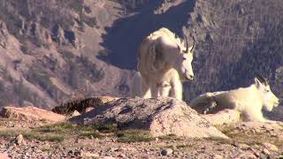 Beartooth to Yellowstone