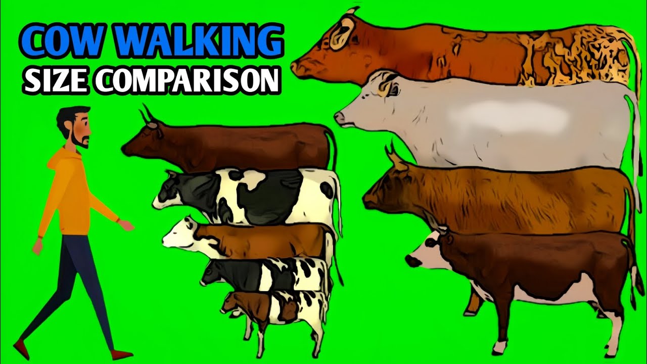 Cow Walking Animal Size Comparison | Animal Animation