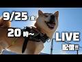 柴犬こむぎと雨多き９月のライブ配信！！