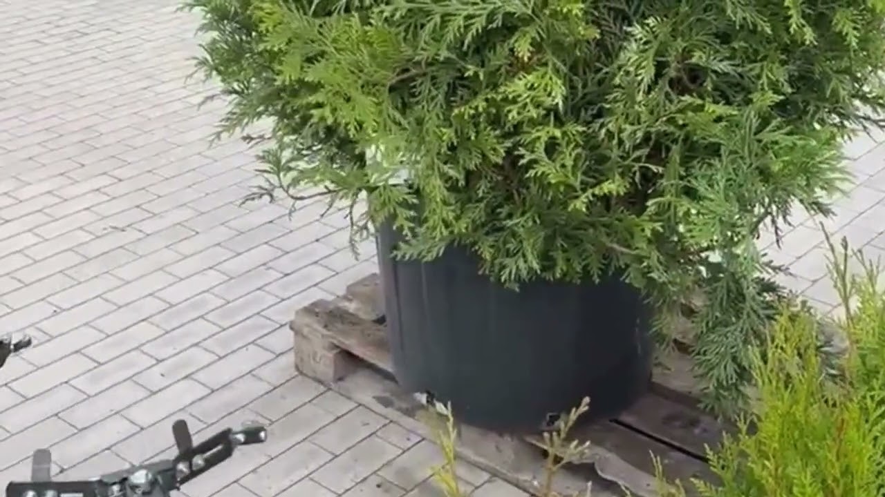 Seed2soil - MiniJack grande pince