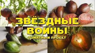 ПОТРЯСАЮЩИЕ СОРТА ТОМАТОВ ИЗ ПРОЕКТА 