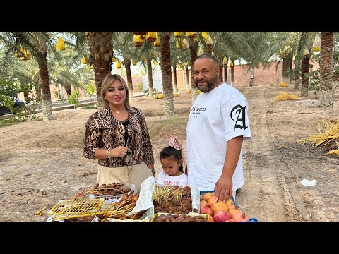 موسم جني التمور بسكرة حصريا كيف تتم عملية جني التمور وتعليبها وتصديرها وهل هو مشروع مربح أو لا