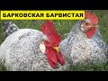 Разведение Борковской Барвистой породы кур как бизнес идея | Куры Борковские Барвистые