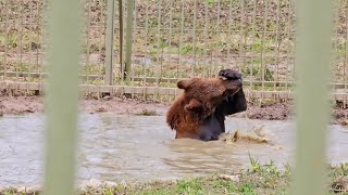 Мишка Пряник и его водные процедуры. ПАРК ЗЕМЛЯ ПРАЙДА 🌿