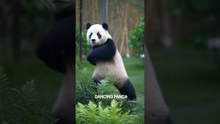 Dancing Panda 🐼