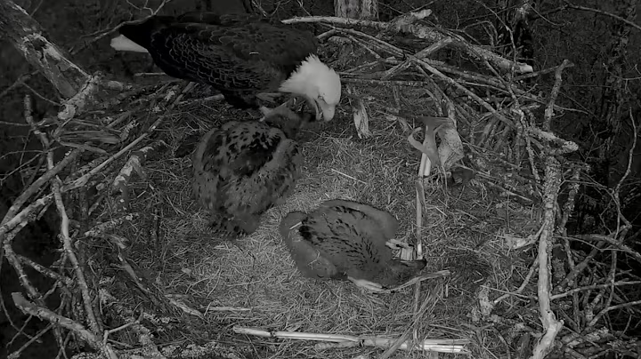 Ep#156 #baldeagle | Review mother bird brings food to feed her chicks | bird nest with nature life