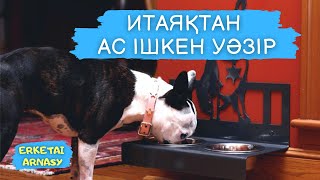 картинка: Итаяқтан ас ішкен уәзір