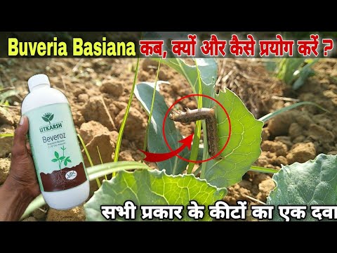 Buveria Bassiana Bio Pesticide for Agriculture use, Benefits of using Buveria