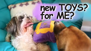Unboxing Joy: How My Dogs React to New Toy Packages! by Busy With Dogs 30 views 1 month ago 6 minutes, 30 seconds