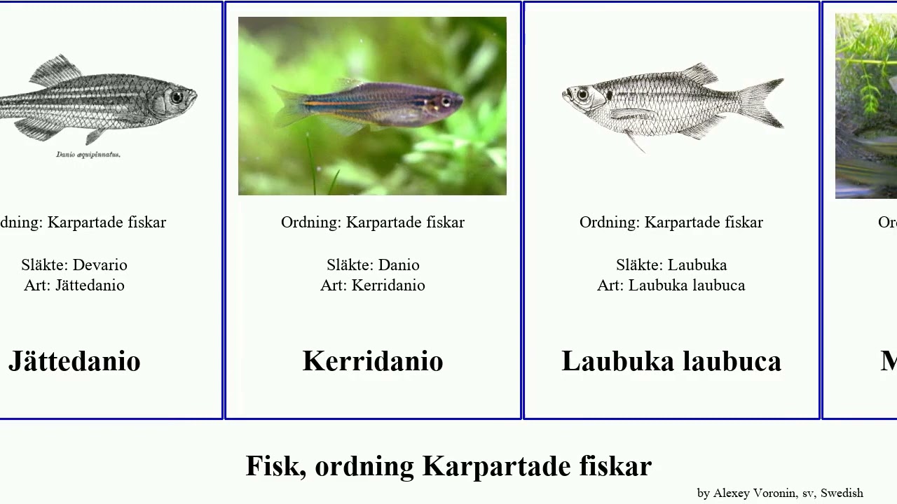 Fisk, ordning Karpartade fiskar fish danio vaterifloris Betadevario ramachandrani Prickdanio Pad