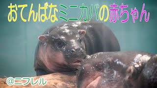 【かんさいアニマルズ】おてんばなミニカバの赤ちゃん＠ニフレル