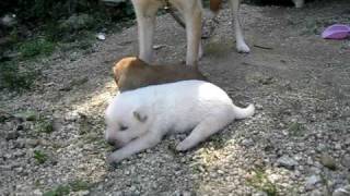 マリと子犬 マリと子犬