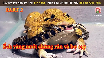 Review Động Vật Phần 2 Tiếp tục cho ếch vàng chiến đấu 1 lúc với bọ cạp và rắn độc || Bé Mon review
