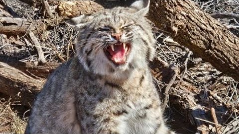 Snare/Cable Restraint support and treatment. #billingsleybrandlures #trapper