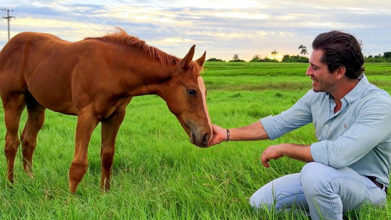 Especial - HARAS PRATA - Como São Criados Os Futuros Craques das Pistas