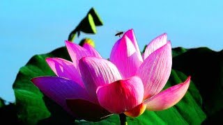 2019.06白河遊賞蓮花正盛豔! Lotus