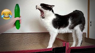 Best Funny Animals 2024😹Funniest Dogs and Cats😻🐶