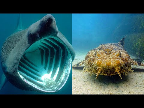فيديو: أنواع أسماك القرش وأسمائها وميزاتها وحقائق مثيرة للاهتمام