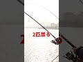 青物狙い！絶対に絡まってると思ったら…！ #shorts #泳がせ釣り