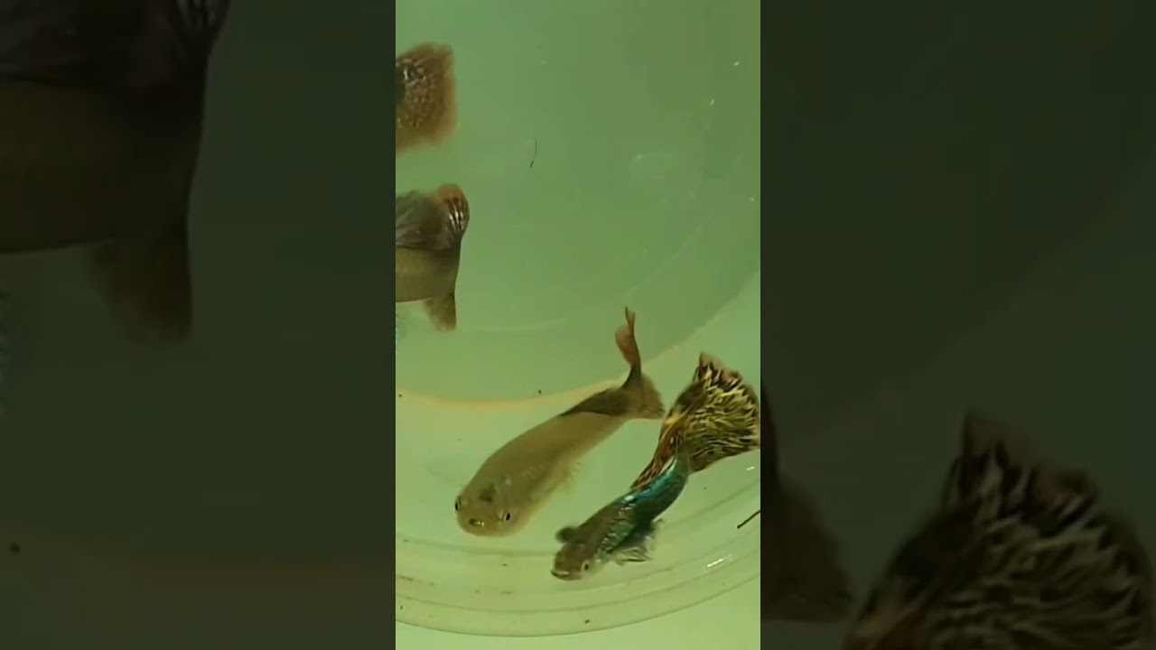 #guppys