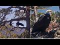 RAVENS STRAFE SHADOW WHILE JACKIE ALERTS ON NEST!  ⚔️  ⚔️ FISH DELIVERY &amp; FEEDING! FOBBVCAM 4.24.26