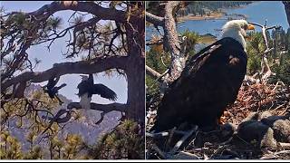RAVENS STRAFE SHADOW WHILE JACKIE ALERTS ON NEST!  ⚔️  ⚔️ FISH DELIVERY & FEEDING! FOBBVCAM 4.24.26