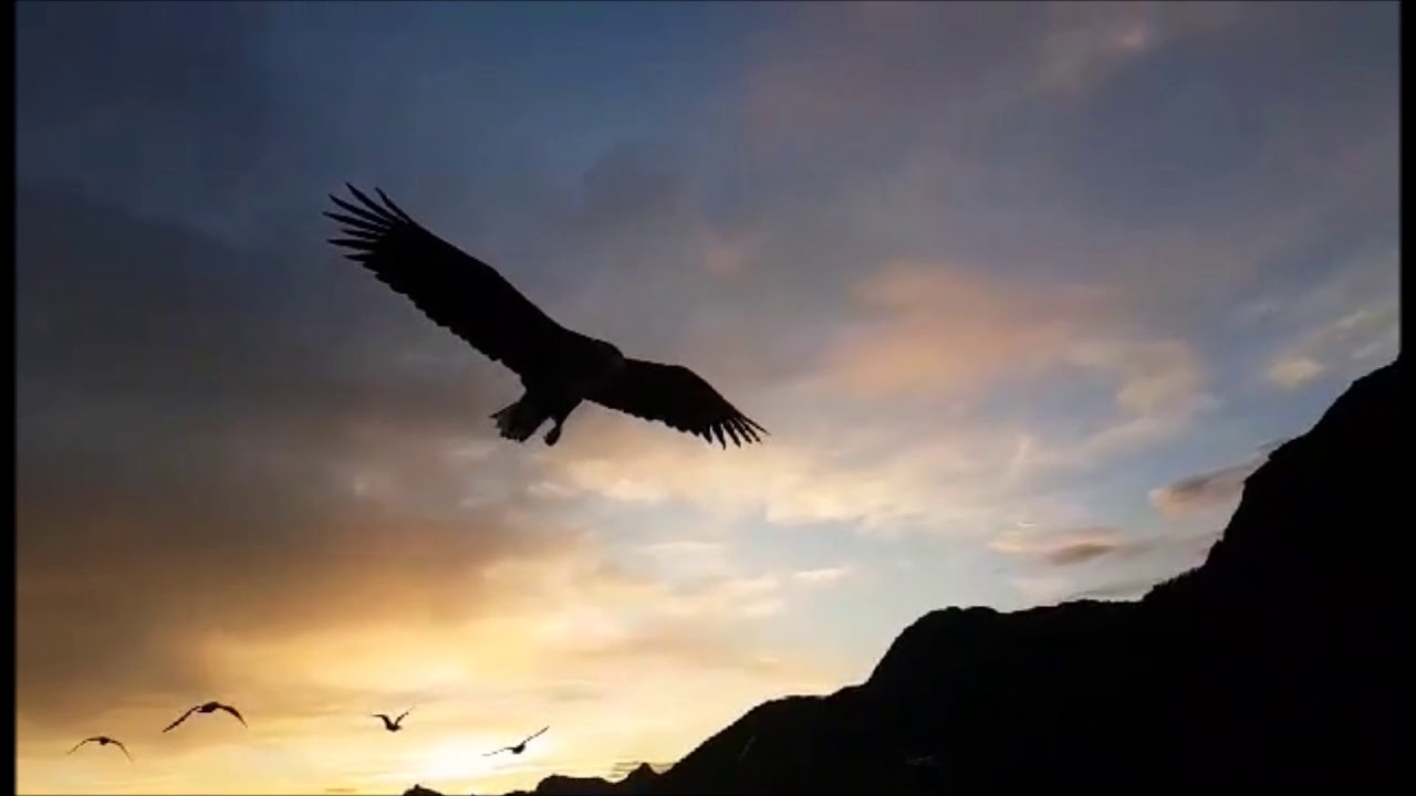 Sea Eagle Safari Lofoten- Norway!