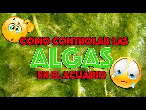 Video: Control de algas en el acuario: cómo deshacerse de las algas en un acuario
