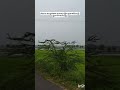 #EnKiramam#KiramamLife#TamilVillageLife#KiramamAzhagu#PasumaiGramam 🌿#KiramamIsHeaven#NammaOoruVibes