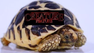 Creature Feature 11/8/18