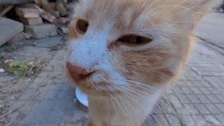 Auf der Straße leben Tausende obdachlose Katzen, die unsere Hilfe brauchen