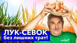 ЛУК-СЕВОК БОЛЬШЕ НЕ ПОКУПАЮ! Почти бесплатно получаю много отличных луковиц за один сезон