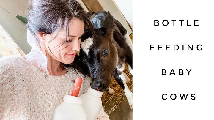 Feeding a Bottle Calf | Preventing Scours with Apple Cider Vinegar