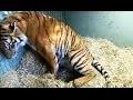 Naissance de deux tigres jumeaux en direct - ZAPPING SAUVAGE