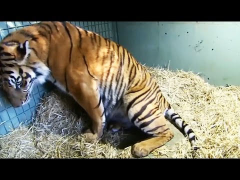 Vídeo: Tigre blanc de Bengala, sorprenent i bonic
