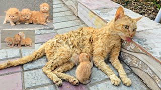 A man helped a dying cat and her kittens. You won't believe what happened next! by Tiny Kittens - Rescue Center 5,205,375 views 2 months ago 13 minutes, 20 seconds