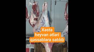 Xəstə Heyvan Ətləri Qəssablara Satılıb