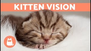 When do Kittens Open Their EYES After Birth?  Find Out Here!