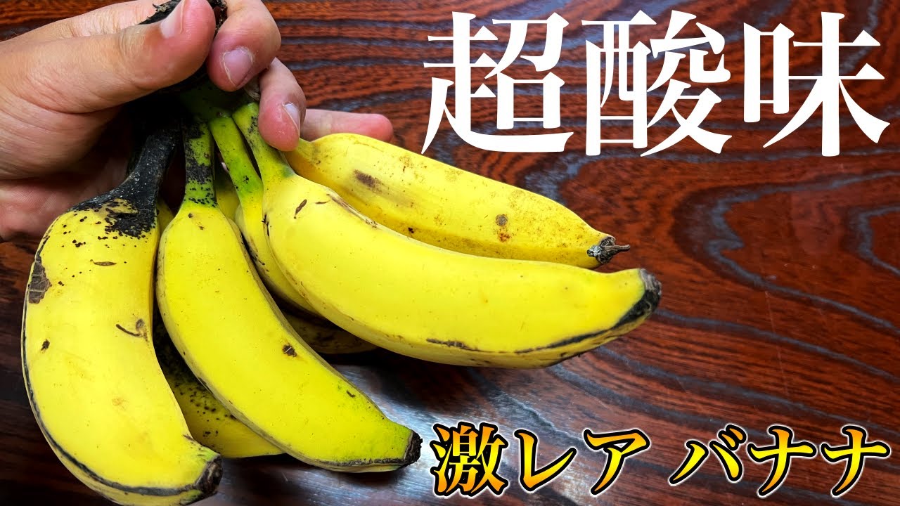 バナナ様 超酸味MLP」珍しいバナナの食レポ！ナツⅡさんから，またいただきまし