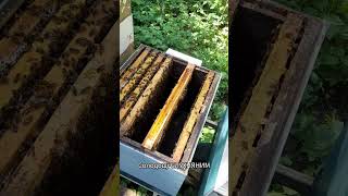 Роїння природний процес розмноження #пасіка #bee #mitla #beekeeper #automobile #бджільництво
