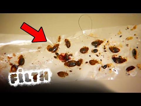 UK Bed Bug Infestation! - Pest Control Pete Emergency Call | Filth