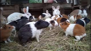 TUNAUZA SIMBILISI/PIMBI  WE SELL GUINEA PIGS - DAR ES SALAAM   MIKOANI