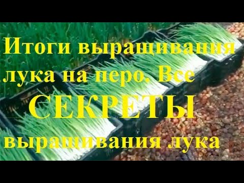 1 месяц работы. Итоги выращивания лука на перо. Все секреты выращивания лука. Лук на перо в теплице.