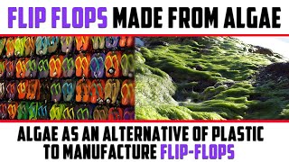 Flip-Flops Made From Algae || Algae as an alternative of plastic to manufacture flip-flops