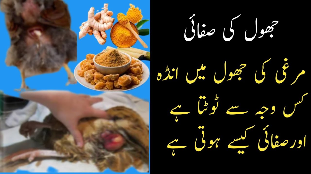 Aseel morgi ki jhol ma anda toot jana || egg binding in hen || hen's swing breaking the egg