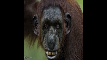 Are You Smarter Than a Monkey?