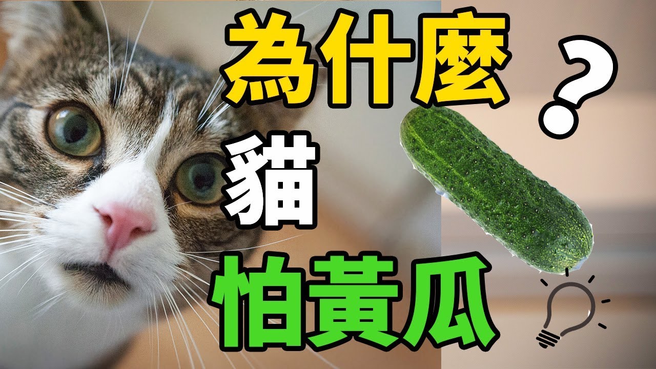 貓為什麼怕黃瓜？愛貓請不要這樣做！