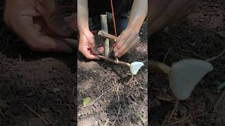 Set traps easily #survival #outdoors #trap